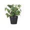Mini Fake Plants Set of 3 - Small Lifelike Artificial Potted Plants in Ceramic Pots for Home, Office Desk, Bathroom Shelf, Farmhouse Decor
